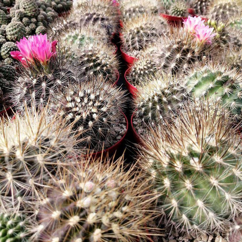 Cactus Neoporteria Mix seeds - 10