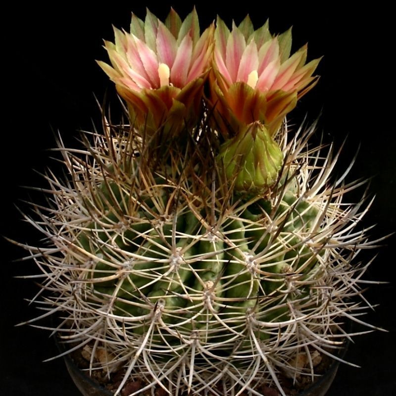 Cactus Neoporteria Mix seeds - 10
