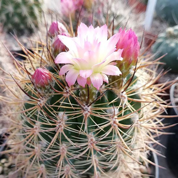 Cactus Neoporteria Mix seeds - 10