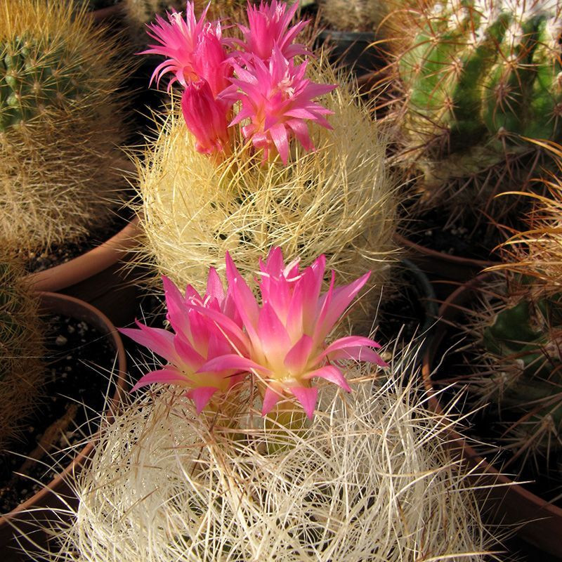 Cactus Neoporteria Mix seeds - 10