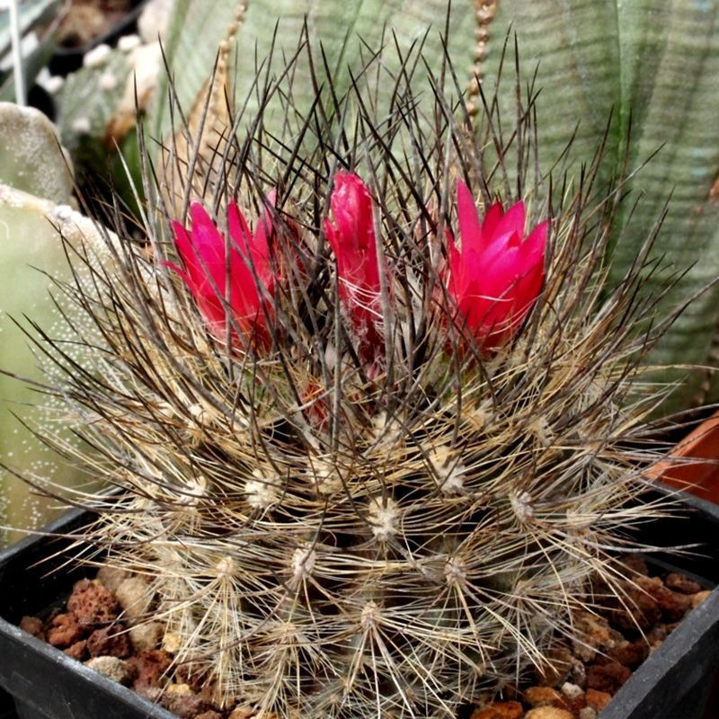 Cactus Neoporteria Mix seeds - 10