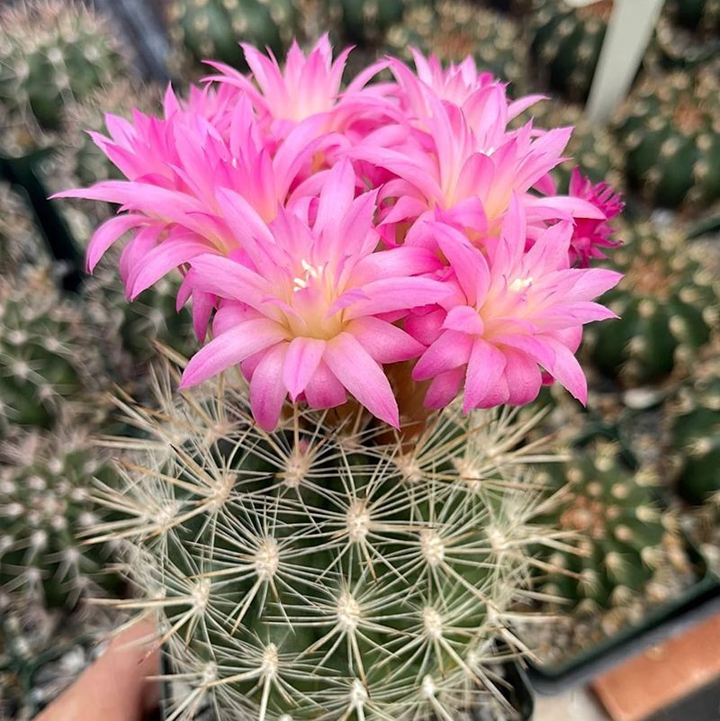 Cactus Neoporteria Mix seeds - 10