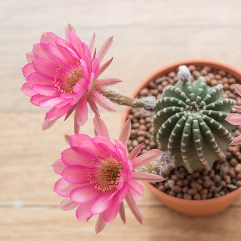 Cactus Neoporteria Mix seeds - 10