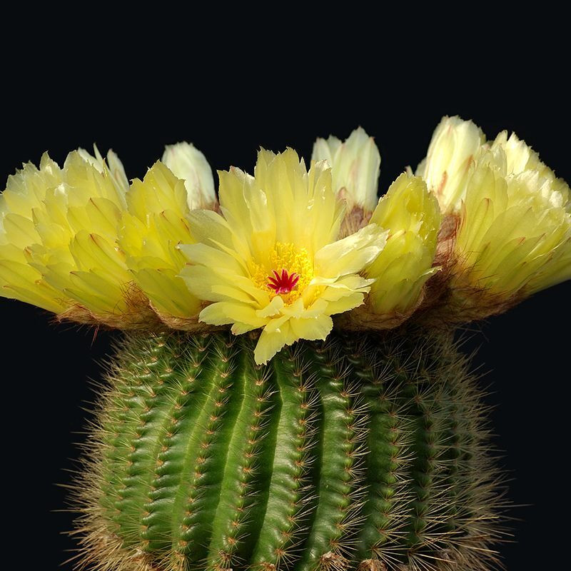 Cactus Notocactus Mix seeds - 10