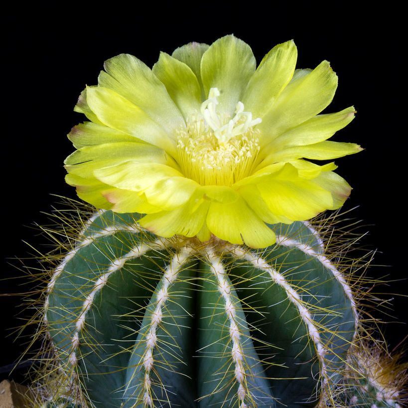 Cactus Parodia Mix seeds - 10