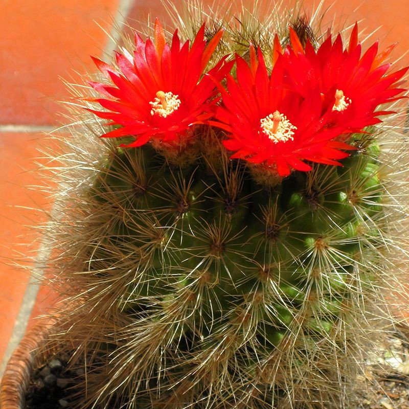 Cactus Parodia Mix seeds - 10