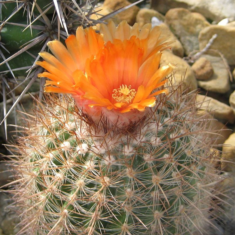 Cactus Parodia Mix seeds - 10