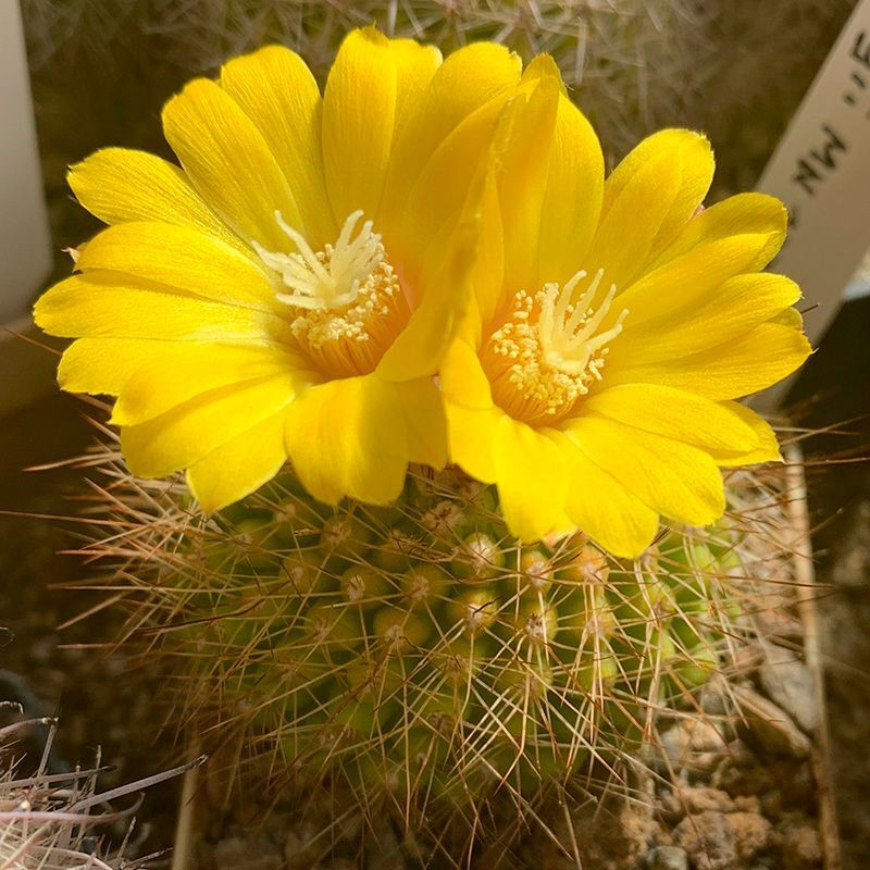 Cactus Parodia Mix seeds - 10