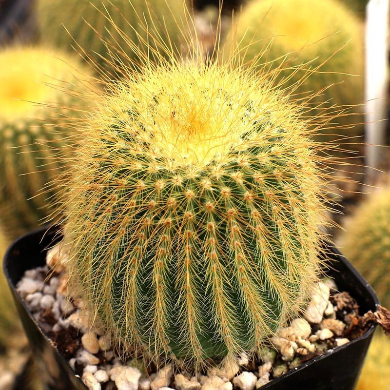 Cactus Parodia Mix seeds - 10