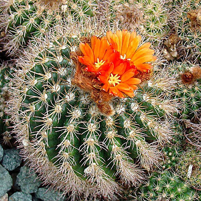 Cactus Parodia Mix seeds - 10