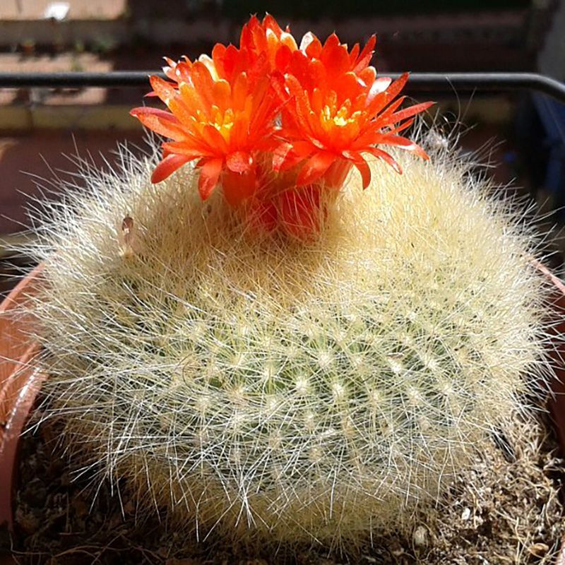 Cactus Parodia Mix seeds - 10