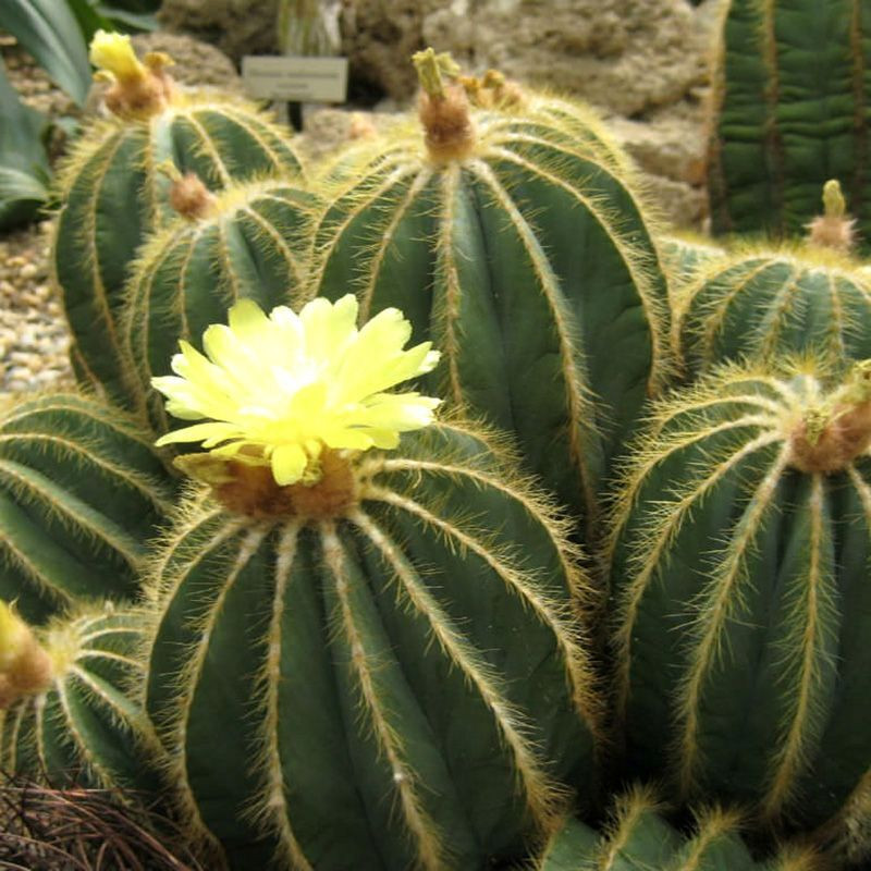 Cactus Parodia Mix seeds - 10