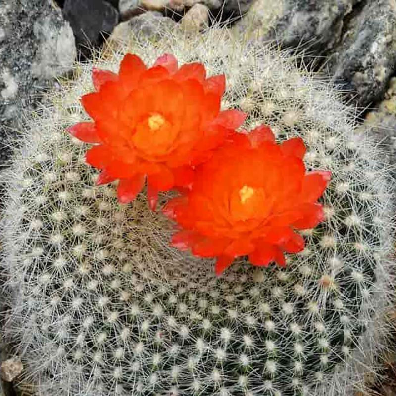 Cactus Parodia Mix seeds - 10