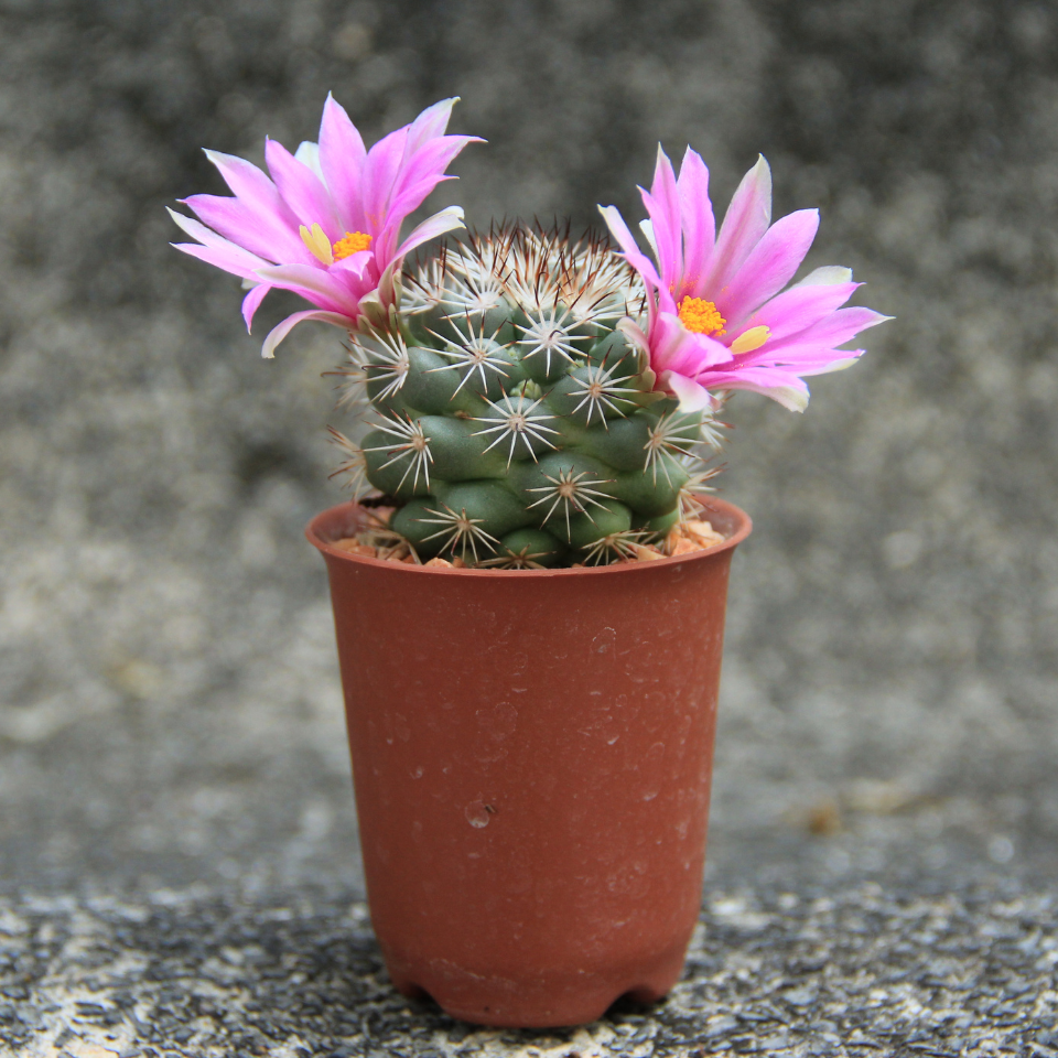 Cactus Pyrrhocactus Mix seeds - 10