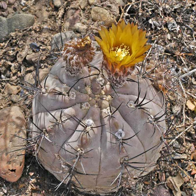 Cactus Pyrrhocactus Mix seeds - 10