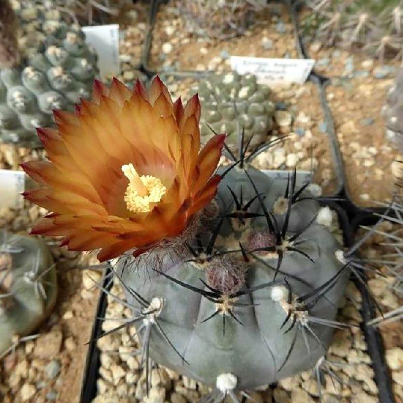 Cactus Pyrrhocactus Mix seeds - 10