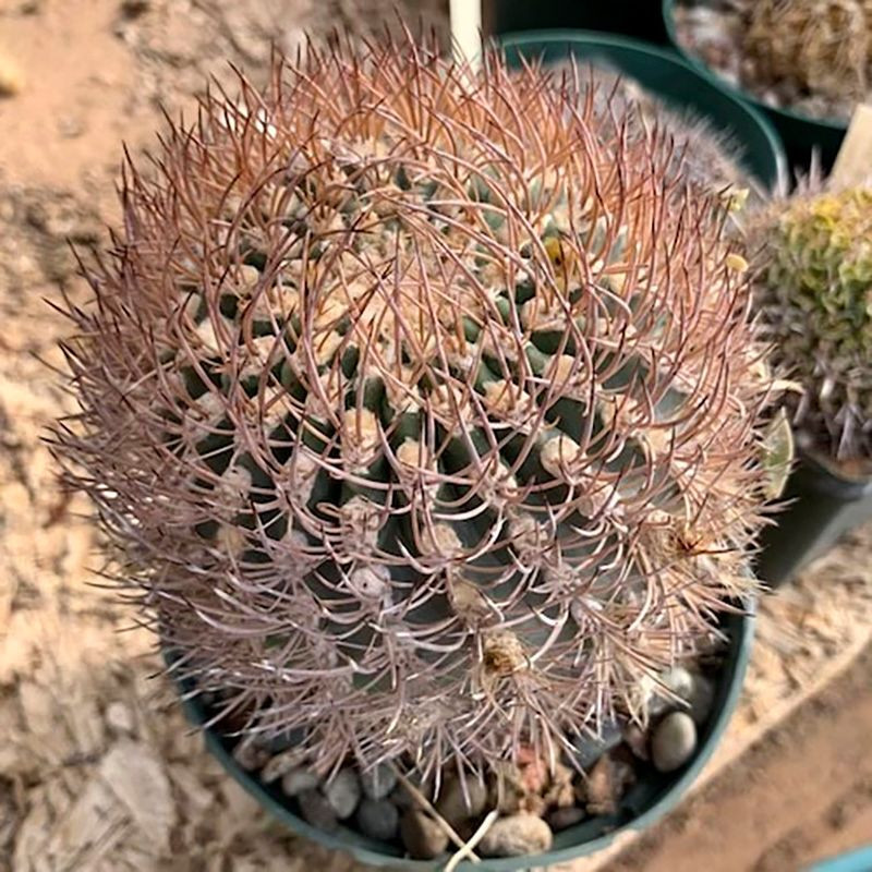 Cactus Pyrrhocactus Mix seeds - 10