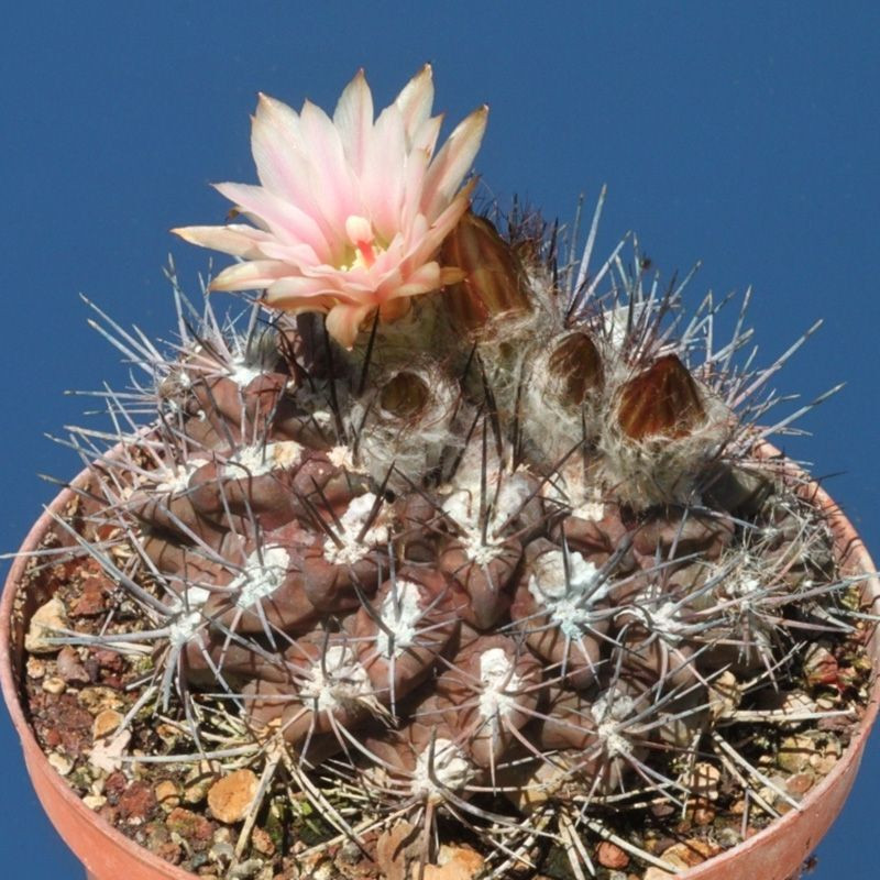 Cactus Pyrrhocactus Mix seeds - 10