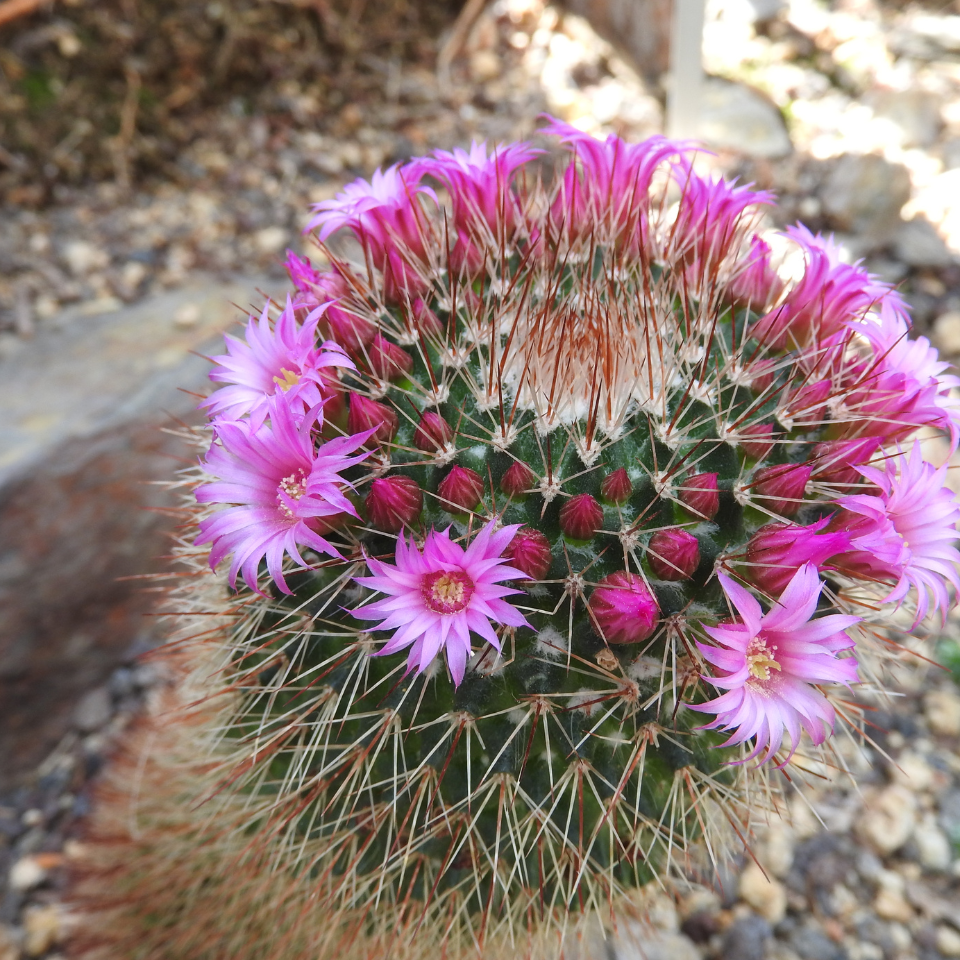 Cactus Pyrrhocactus Mix seeds - 10