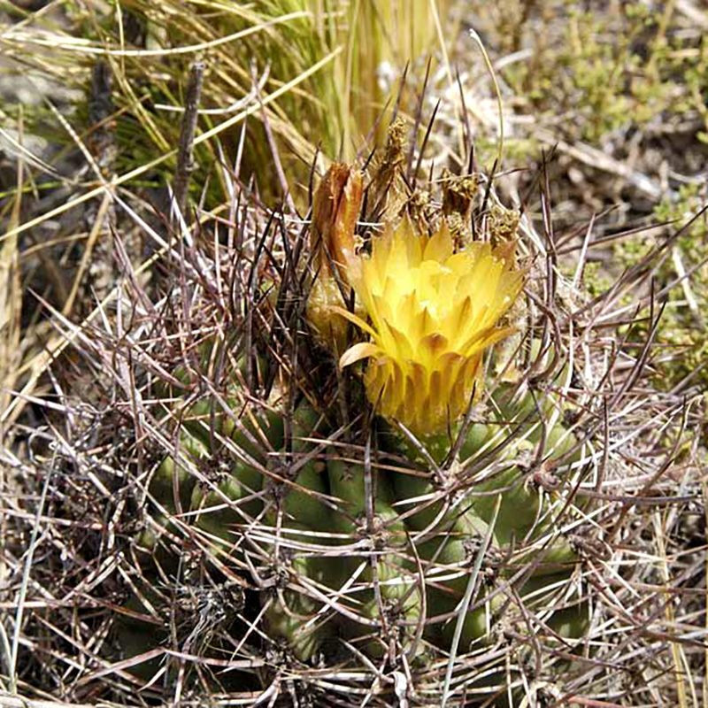 Cactus Pyrrhocactus Mix seeds - 10
