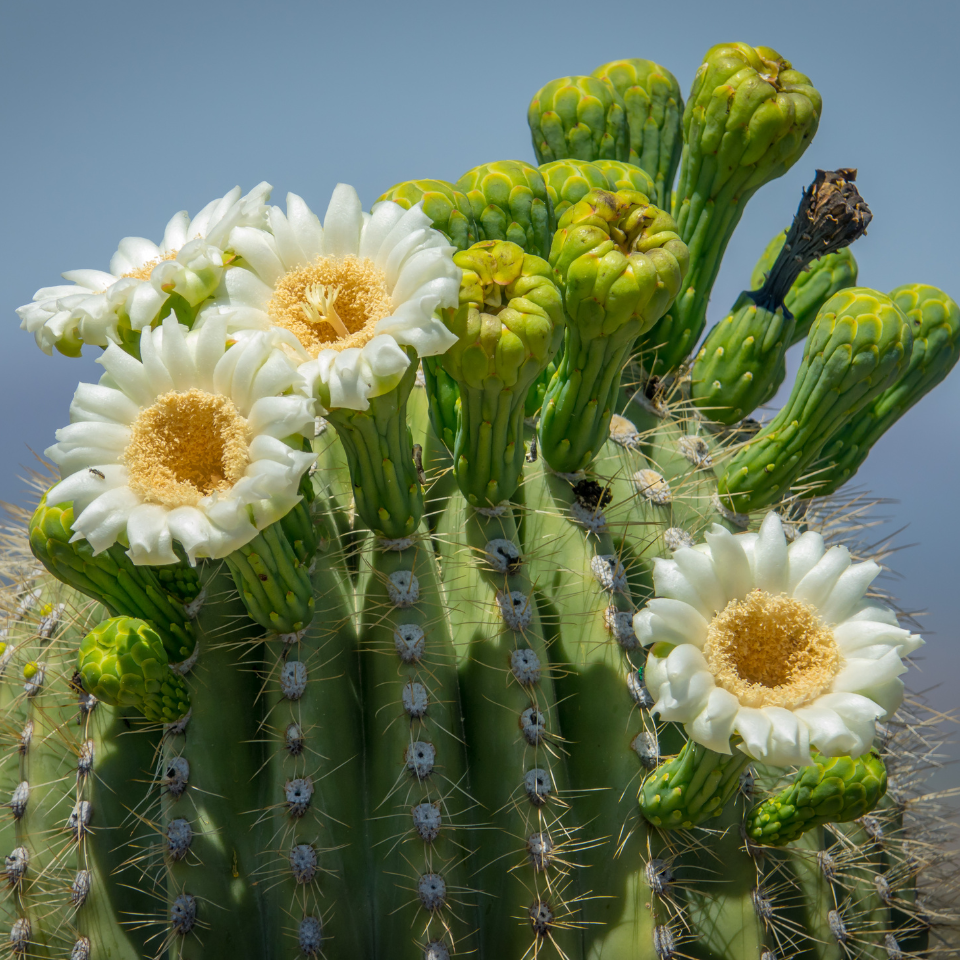 Cactus Pyrrhocactus Mix seeds - 10