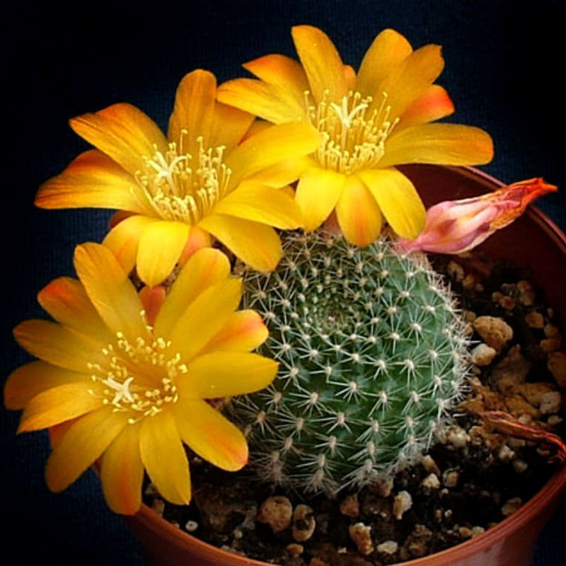 Cactus Rebutia Mix seeds - 10