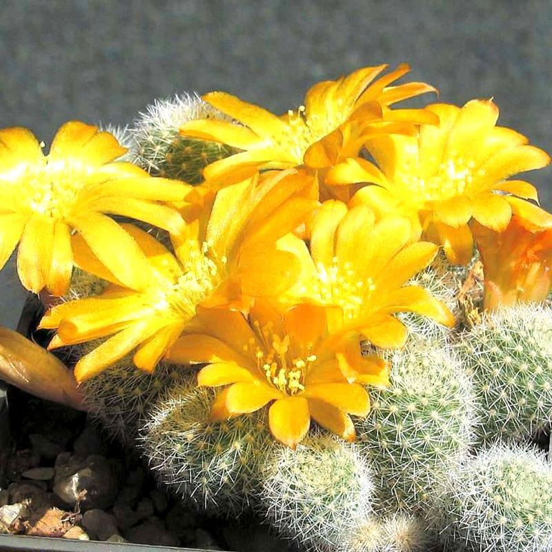Cactus Rebutia Mix seeds - 10