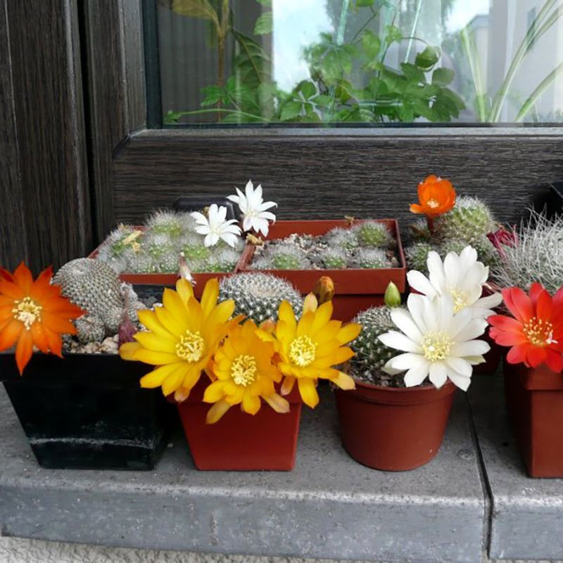 Cactus Rebutia Mix seeds - 10