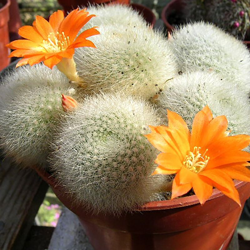 Cactus Rebutia Mix seeds - 10