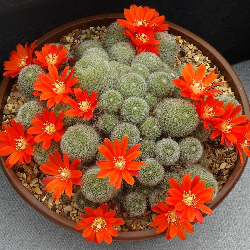 Cactus Rebutia Mix seeds - 10