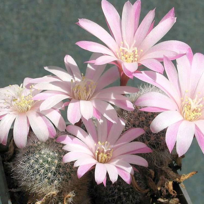 Cactus Rebutia Mix seeds - 10