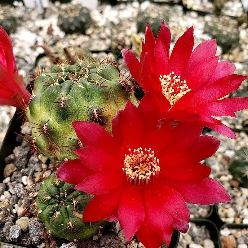 Cactus Sulcorebutia Mix seeds - 10