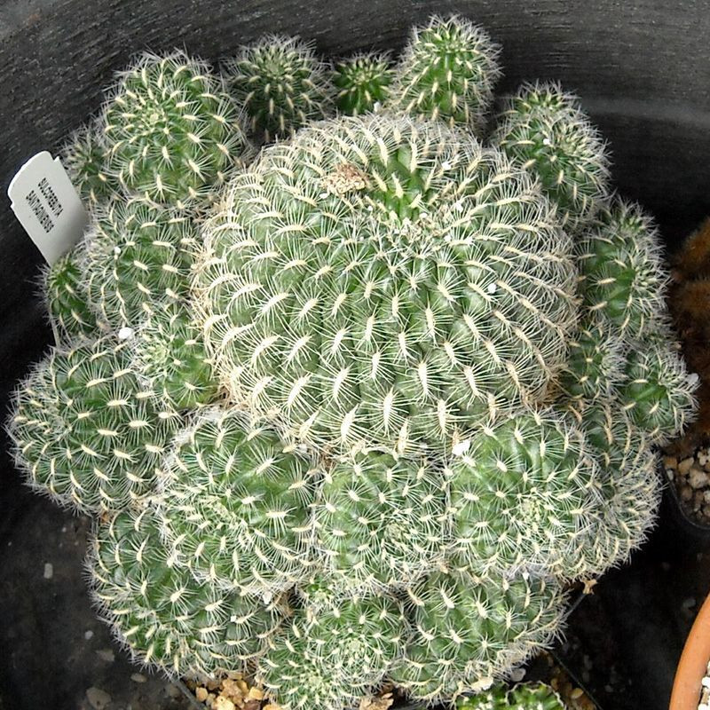 Cactus Sulcorebutia Mix seeds - 10