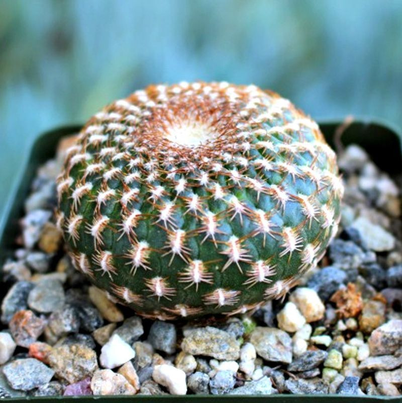 Cactus Sulcorebutia Mix seeds - 10