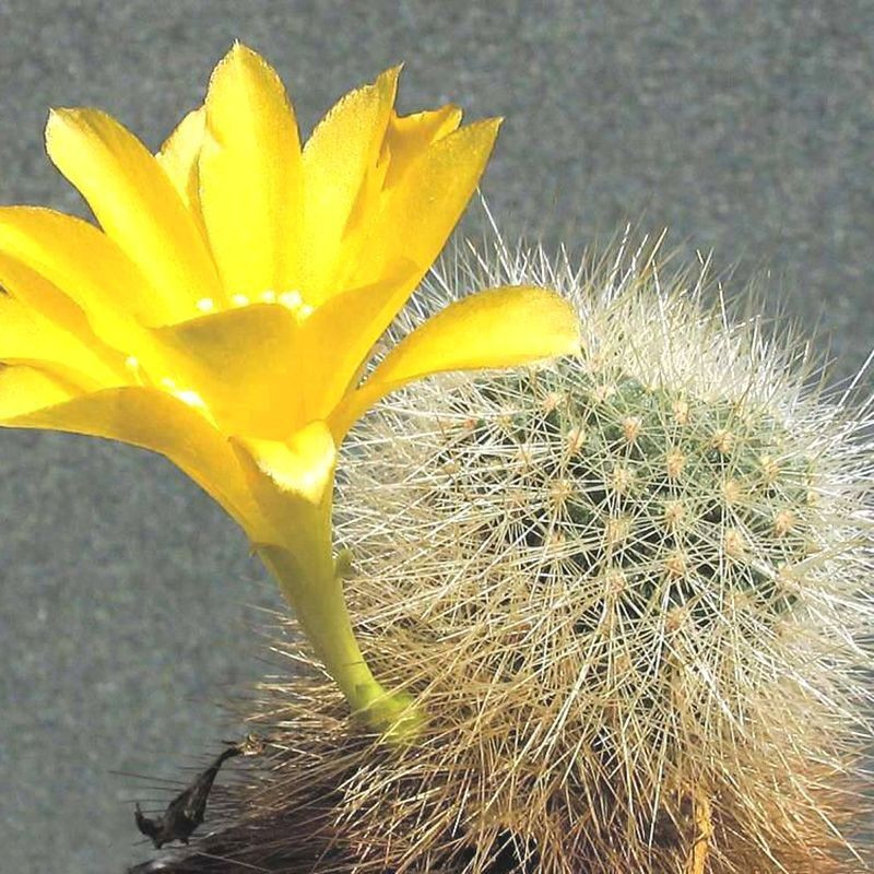 Cactus Sulcorebutia Mix seeds - 10