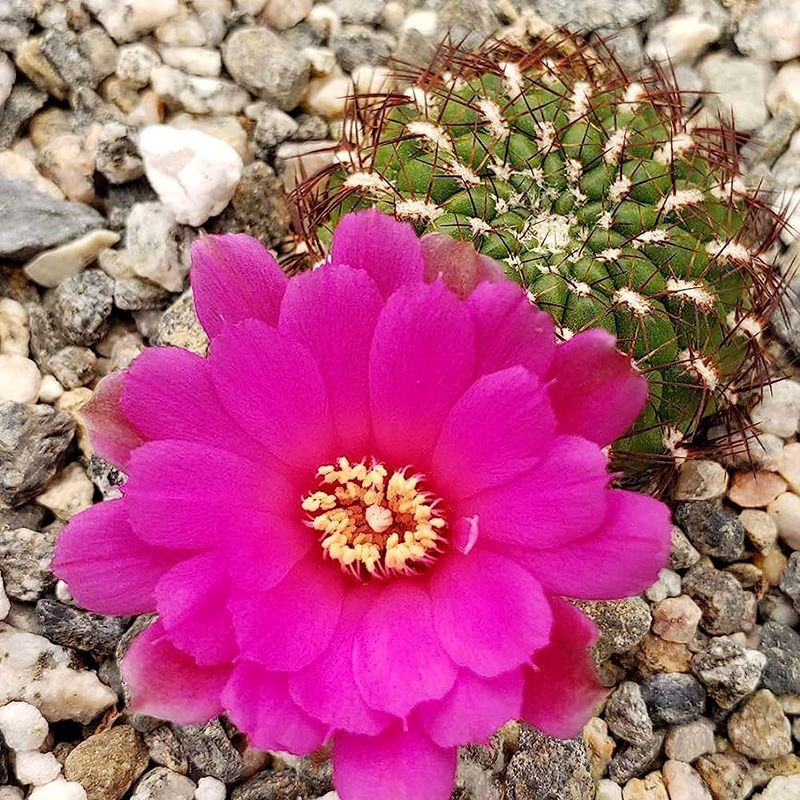 Cactus Sulcorebutia Mix seeds - 10