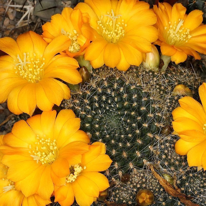 Cactus Sulcorebutia Mix seeds - 10