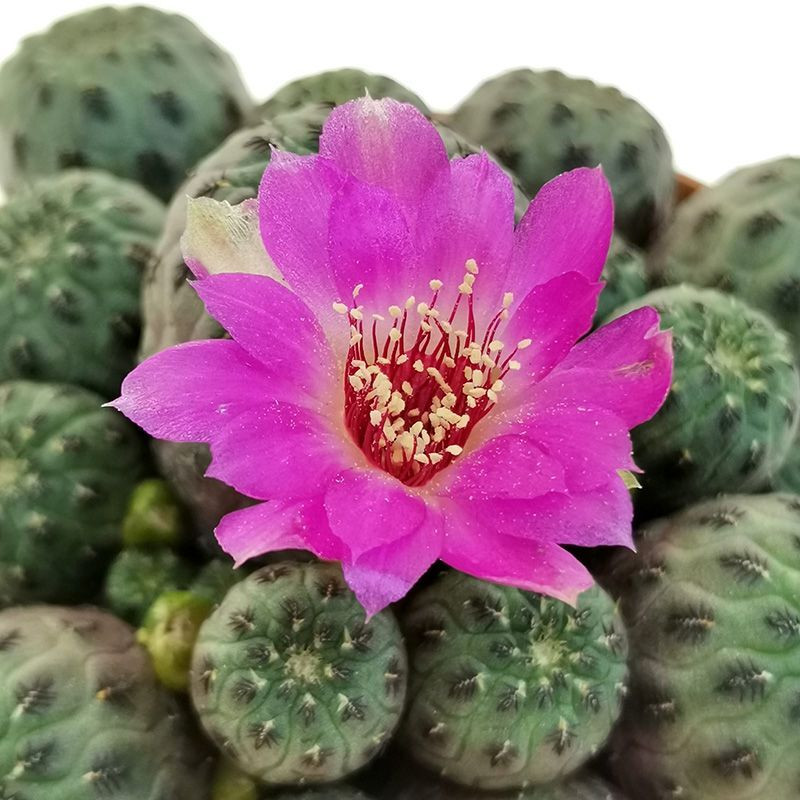 Cactus Sulcorebutia Mix seeds - 10