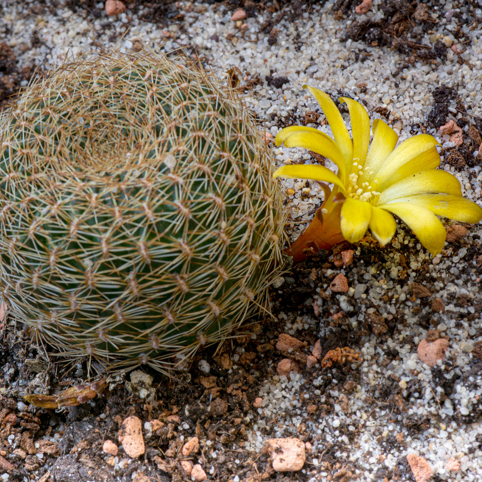 Cactus Sulcorebutia Mix seeds - 10