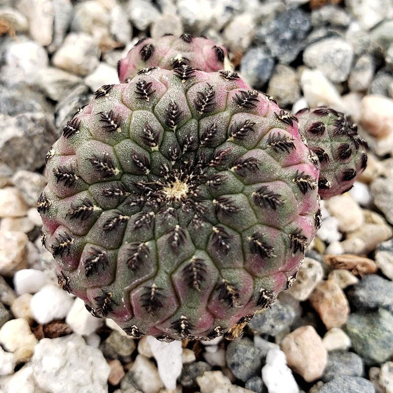 Cactus Sulcorebutia Mix seeds - 10