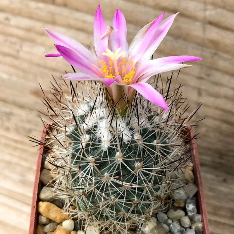 Cactus Turbinicarpus Mix seeds - 10