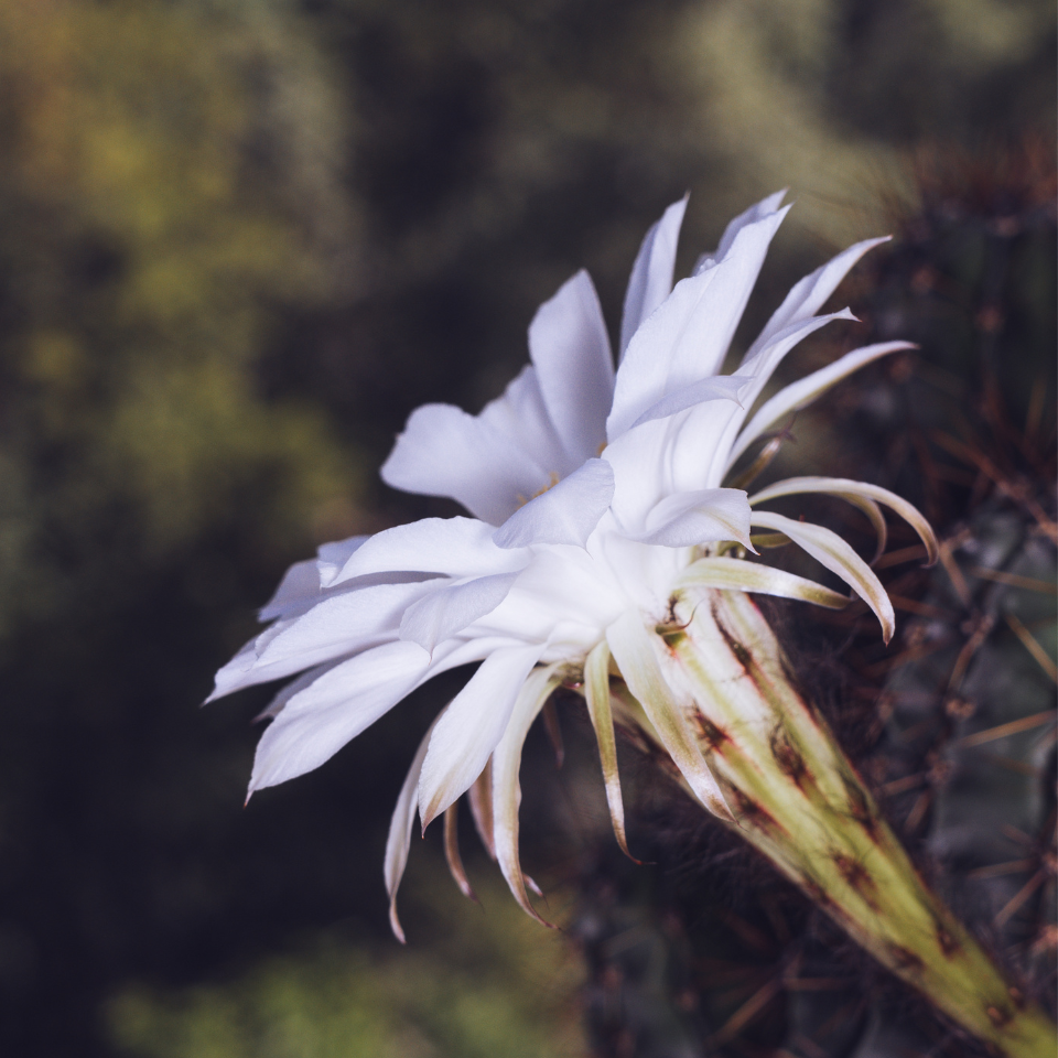Cactus Turbinicarpus Mix seeds - 10