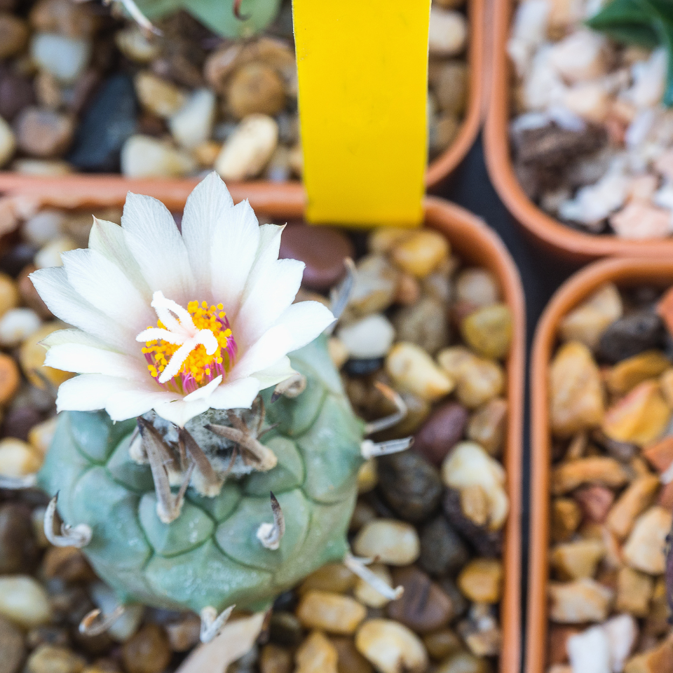Cactus Turbinicarpus Mix seeds - 10