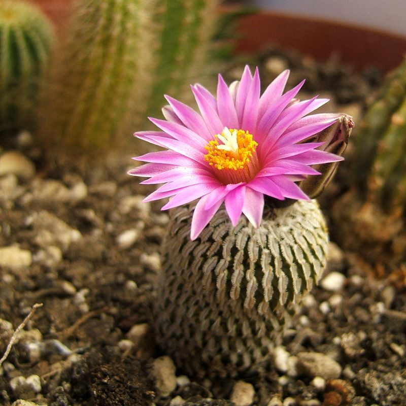 Cactus Turbinicarpus Mix seeds - 10