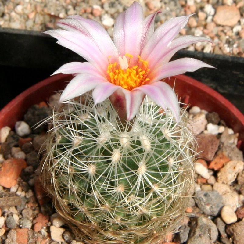 Cactus Turbinicarpus Mix seeds - 10