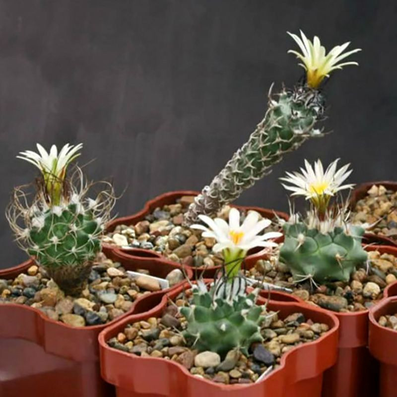 Cactus Turbinicarpus Mix seeds - 10