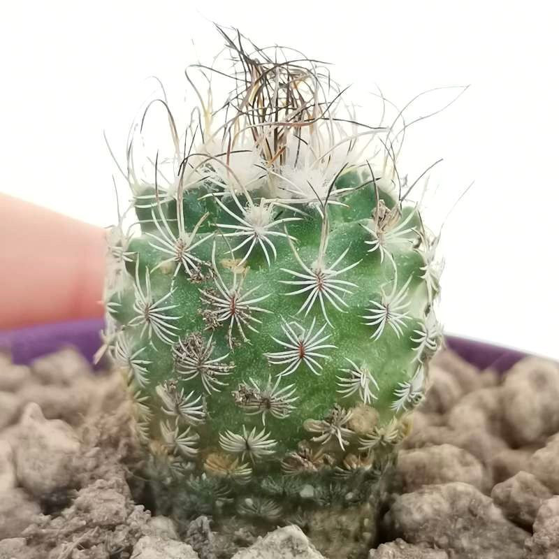 Cactus Turbinicarpus Mix seeds - 10