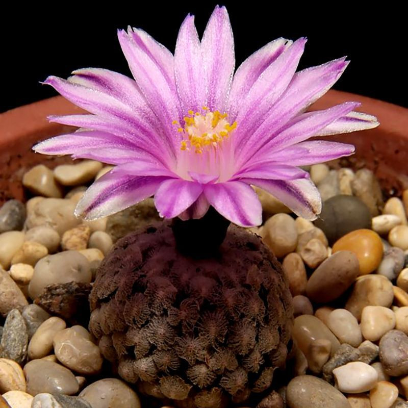Cactus Turbinicarpus Mix seeds - 10