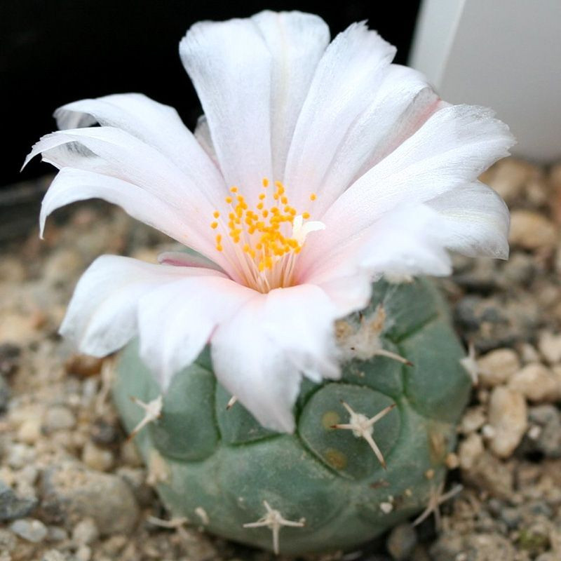 Cactus Turbinicarpus Mix seeds - 10