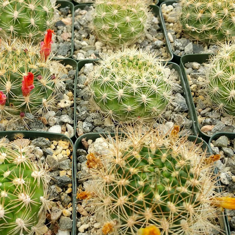 Cactus Weingartia Mix seeds - 10